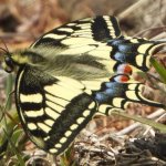 Macaone ad Angrogna (foto E. Giacone)